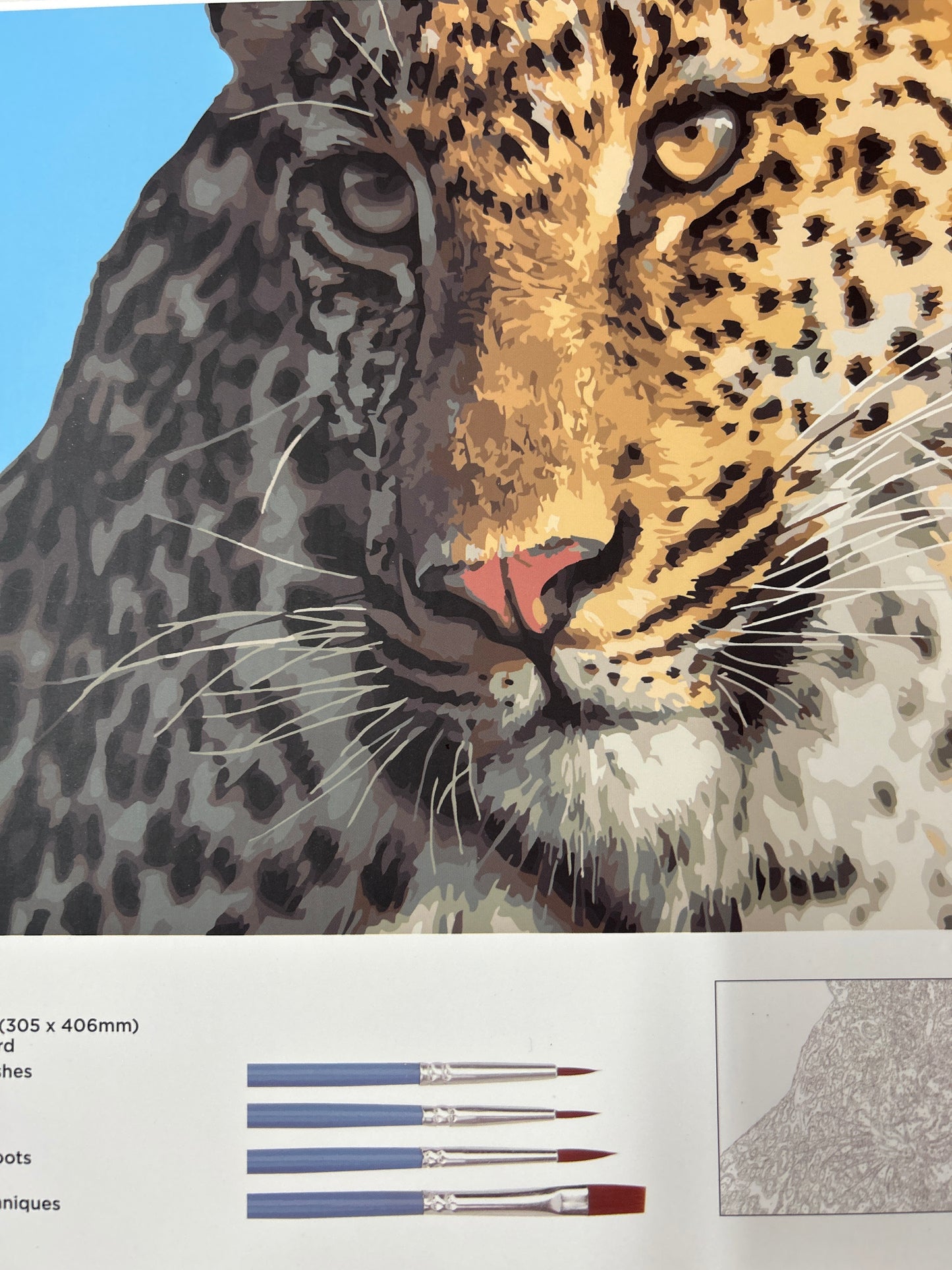 Cheetah