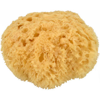 Sea Sponge